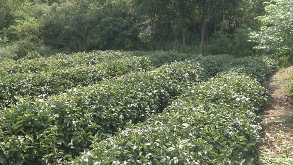 荷花种苗种植厂家电话地址是多少