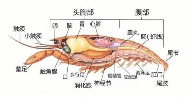 虾内脏图解图片