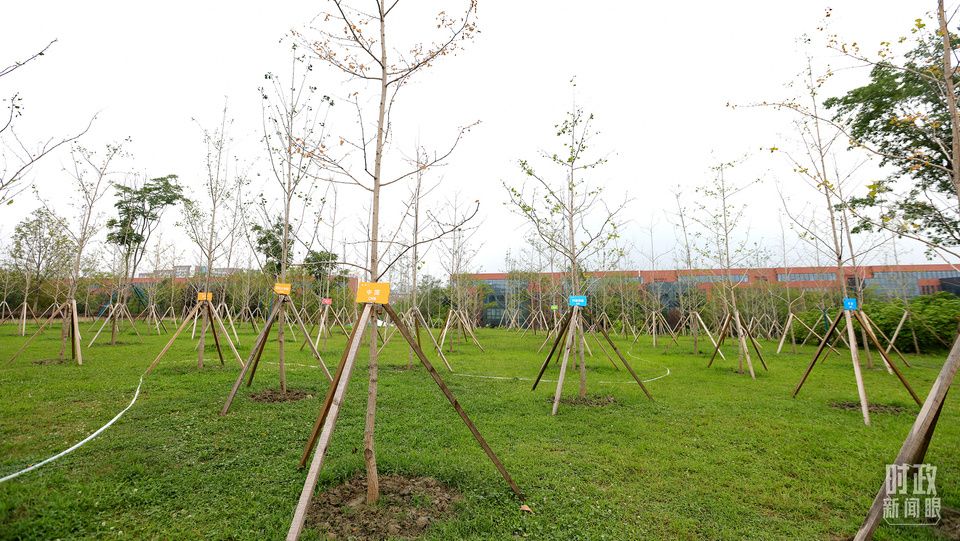 成都大运村内专门种植了友谊林，各国代表团都可认领