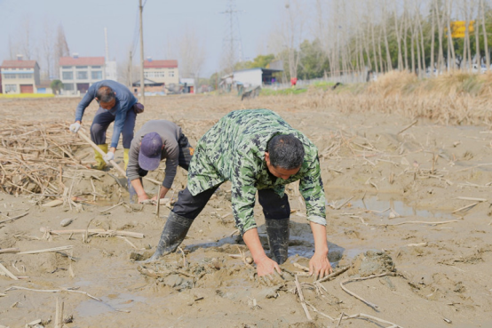 藕塘春种忙 绘就来年好“丰”景