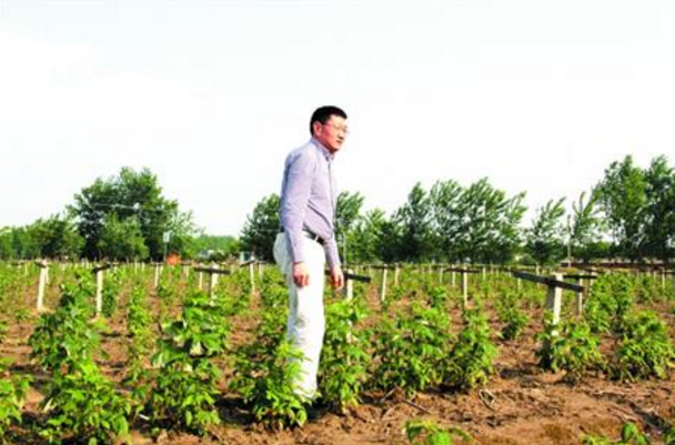 湖北千万富翁回乡当农民 花10年时间建树莓实验基地