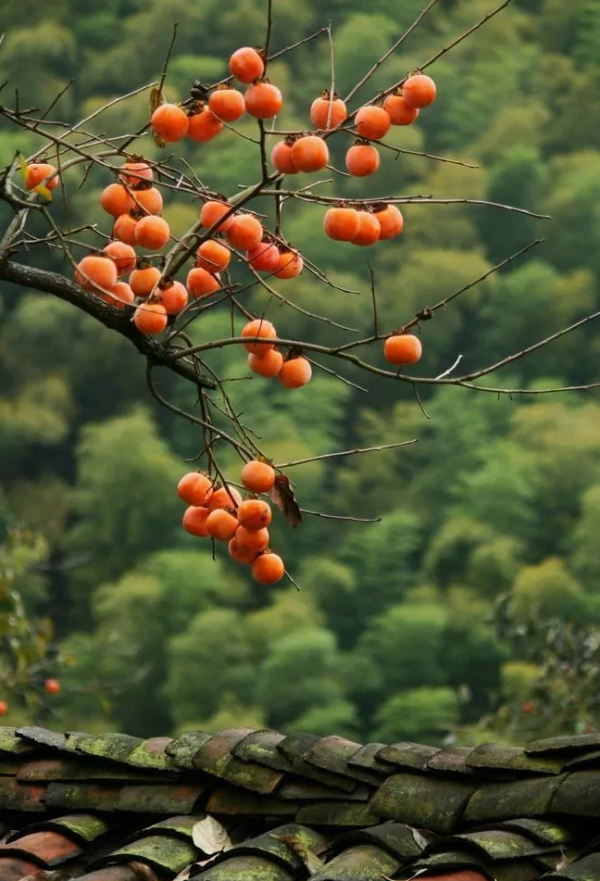 秋天那一抹红留几枚柿子在树上吧