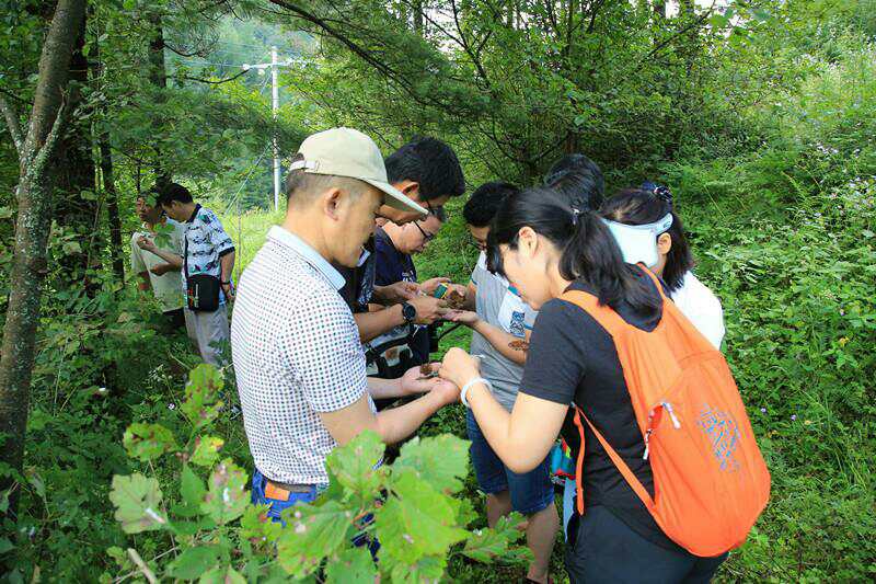 中国林科院专家团到神农架林区指导华山松病虫害防治