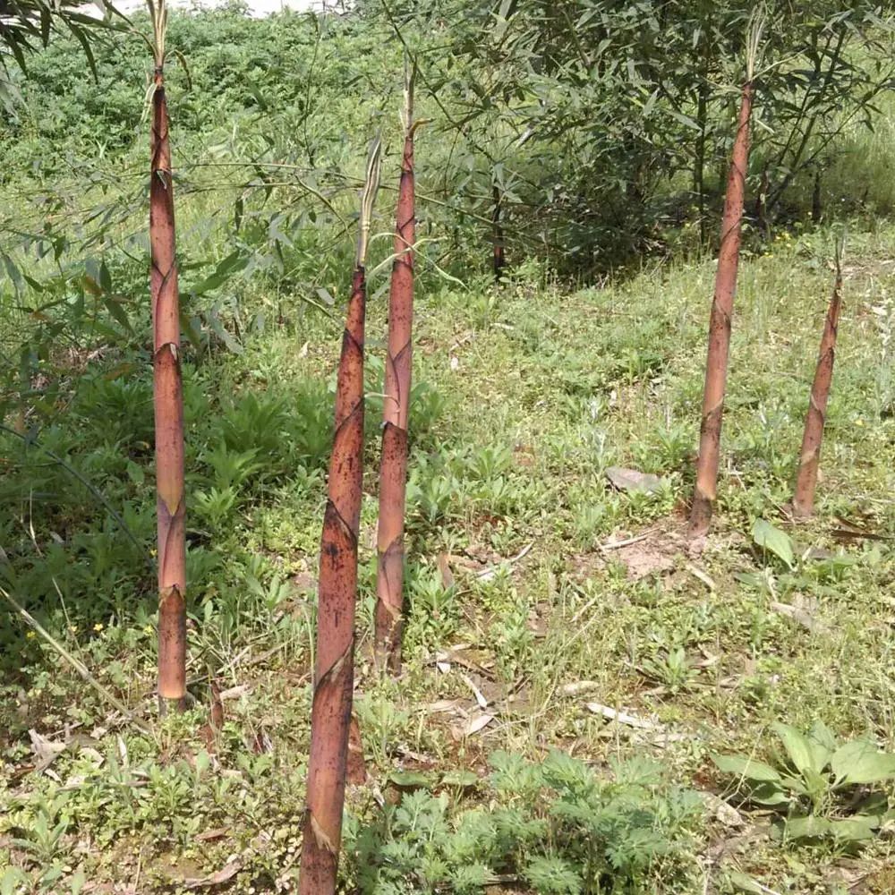 野竹笋就是其中之一香蒿,蕨菜,野生木耳等如野香菇,野椿头,野韭菜有