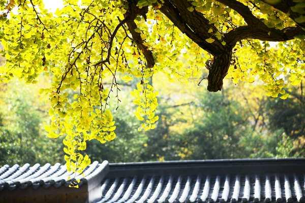 秋 的 色 彩-----千年银杏谷