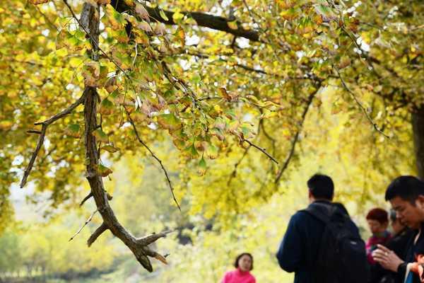秋 的 色 彩-----千年银杏谷
