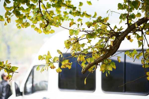 秋 的 色 彩-----千年银杏谷