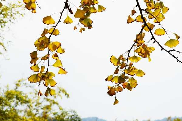 秋 的 色 彩-----千年银杏谷