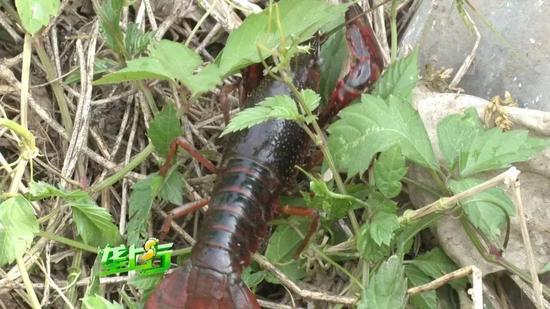 湖北男子外地高价买万斤种虾 第2天就死了5千斤