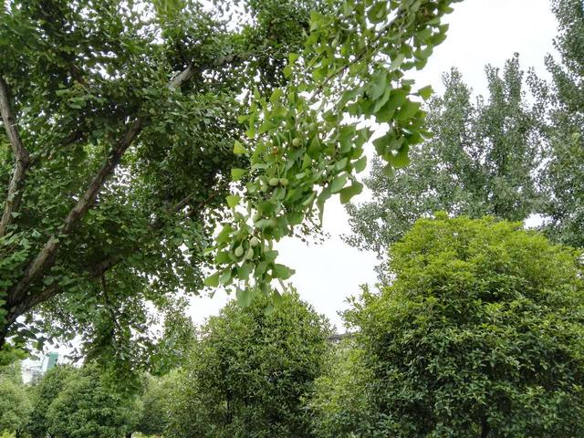 你知道随州千年银杏谷，更该知道它能抗衰老