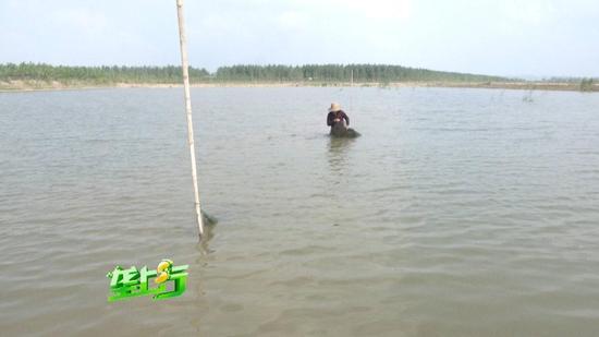 湖北男子外地高价买万斤种虾 第2天就死了5千斤