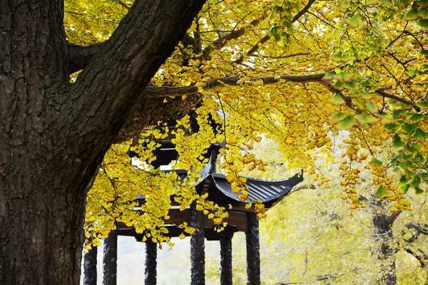 秋 的 色 彩-----千年银杏谷