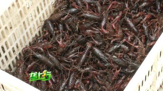 湖北男子外地高价买万斤种虾 第2天就死了5千斤