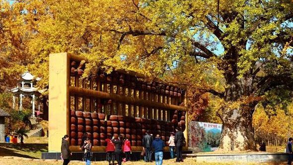 金秋十月好去处：千年银杏谷