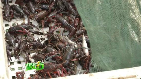 湖北男子外地高价买万斤种虾 第2天就死了5千斤