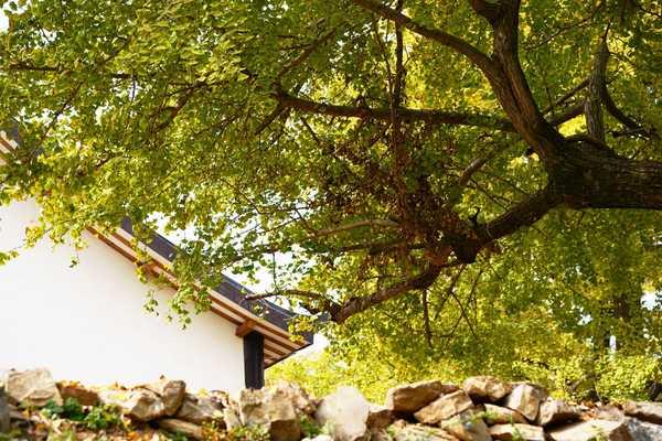 秋 的 色 彩-----千年银杏谷