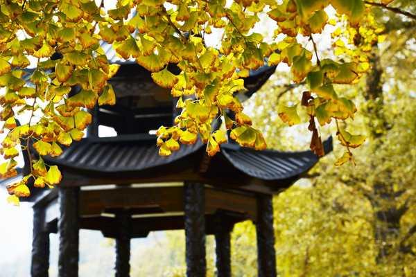 秋 的 色 彩-----千年银杏谷