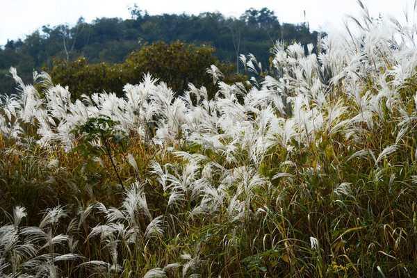 秋 的 色 彩-----千年银杏谷