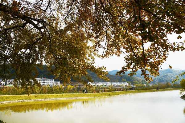 秋 的 色 彩-----千年银杏谷