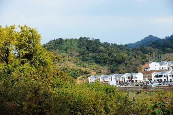 秋 的 色 彩-----千年银杏谷