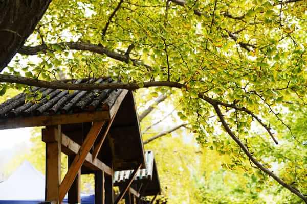 秋 的 色 彩-----千年银杏谷