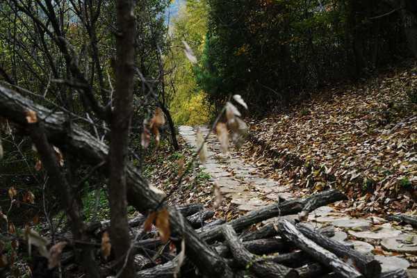 秋 的 色 彩-----千年银杏谷