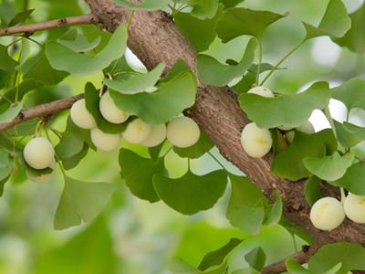 你知道随州千年银杏谷，更该知道它能抗衰老