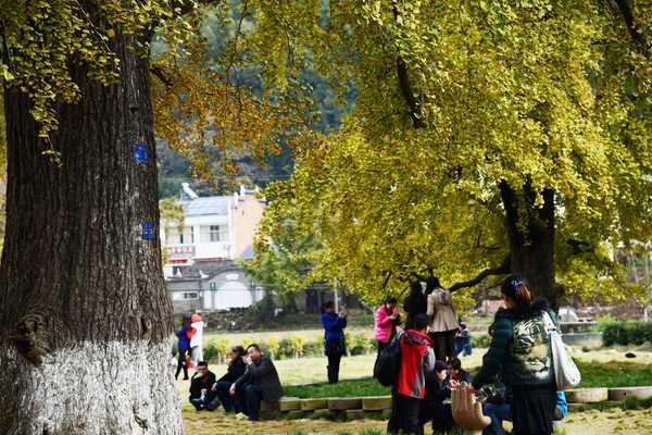 秋 的 色 彩-----千年银杏谷