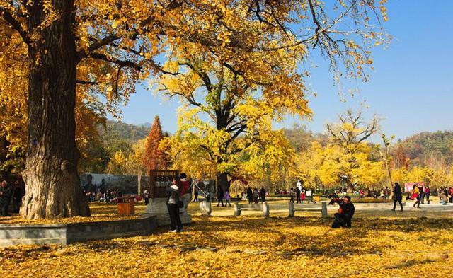 金秋十月好去处：千年银杏谷