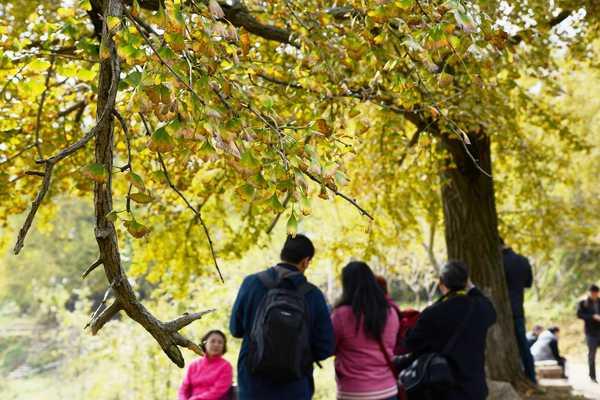 秋 的 色 彩-----千年银杏谷