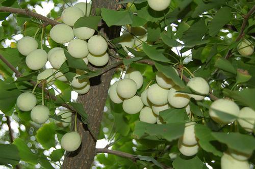 你知道随州千年银杏谷，更该知道它能抗衰老
