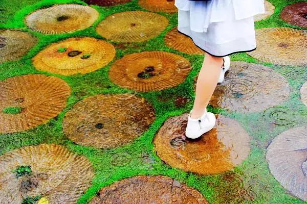 中国千年银杏谷：修缘千年，终遇《聂隐娘》