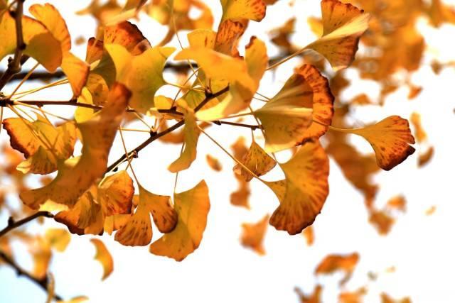 中国千年银杏谷：修缘千年，终遇《聂隐娘》