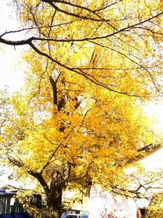 随州银杏谷，那金色的海洋