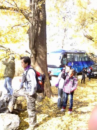 随州银杏谷，那金色的海洋