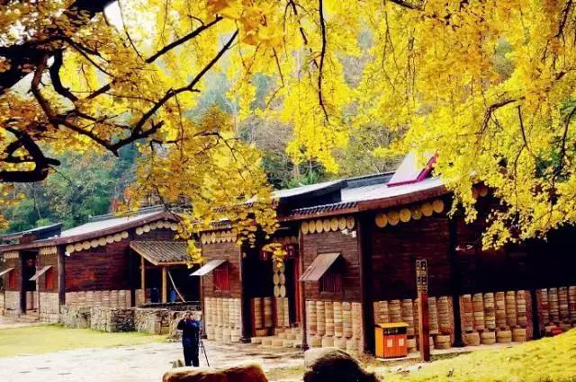 中国千年银杏谷：修缘千年，终遇《聂隐娘》