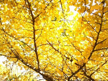 随州银杏谷，那金色的海洋