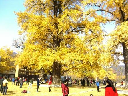 随州银杏谷，那金色的海洋