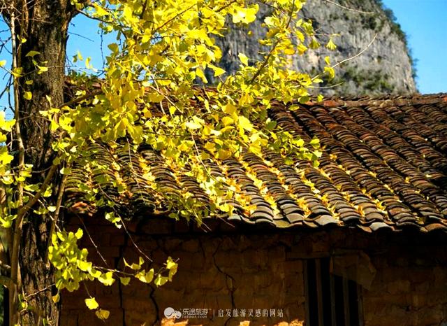 银杏成群 满园尽带黄金甲