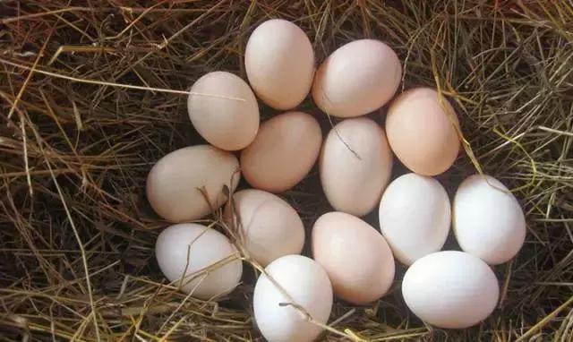 中国千年银杏谷：修缘千年，终遇《聂隐娘》