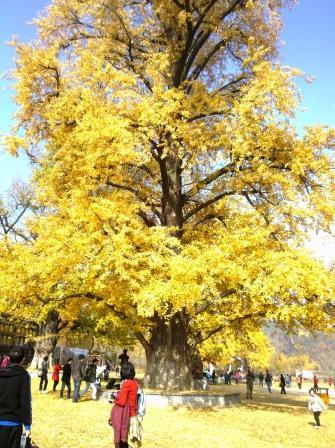 随州银杏谷，那金色的海洋