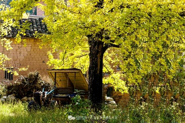 银杏成群 满园尽带黄金甲