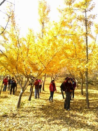 随州银杏谷，那金色的海洋