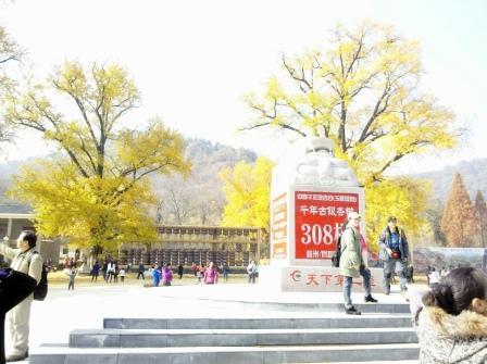 随州银杏谷，那金色的海洋