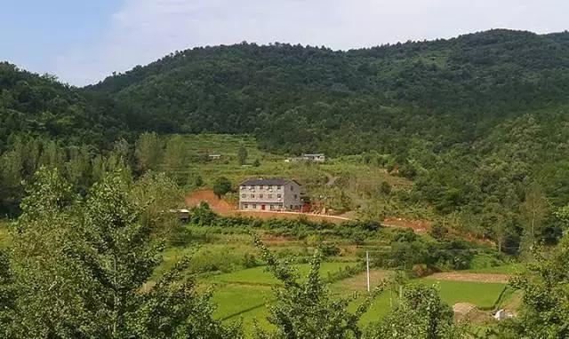 中国千年银杏谷：修缘千年，终遇《聂隐娘》