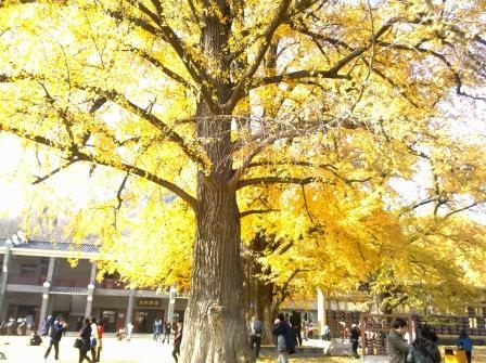 随州银杏谷，那金色的海洋