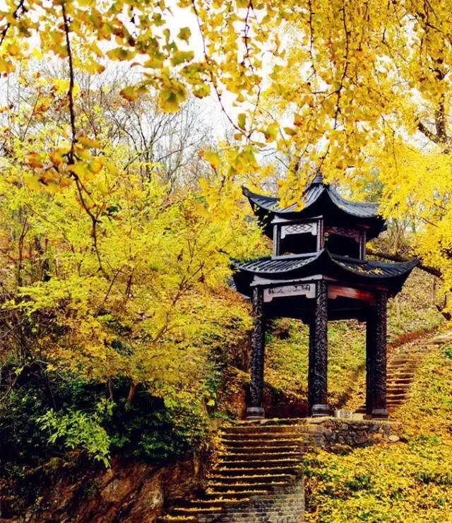 中国千年银杏谷：修缘千年，终遇《聂隐娘》