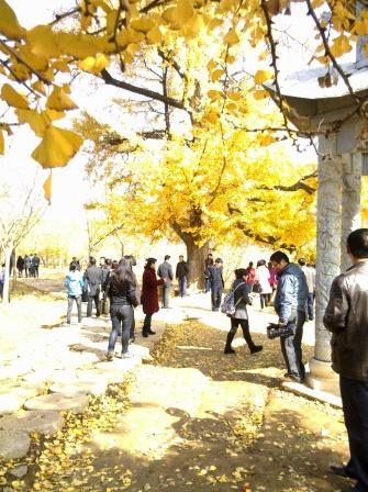 随州银杏谷，那金色的海洋