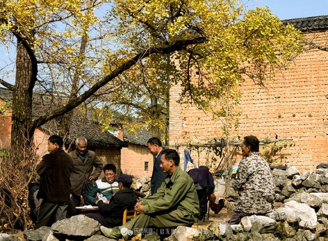 银杏成群 满园尽带黄金甲