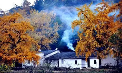 中国千年银杏谷：修缘千年，终遇《聂隐娘》